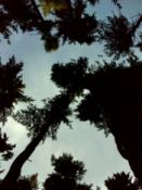 View-laying in pine needles