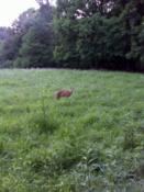 Docile Deer on the Trail