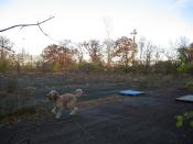 Tennis Courts