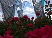 Flowers at Ascendus