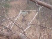 Tracking a Buck