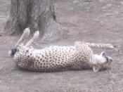 Playful Cheetah