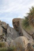 stone face