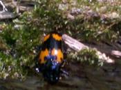 Beetle