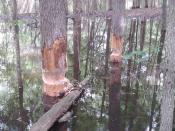 Busy Beaver