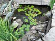Lilly Pond at Kernan Healing Garden