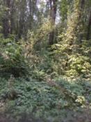 Cache 60 feet into brush near large tree center