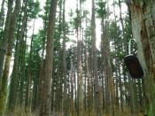 Pine Canopy
