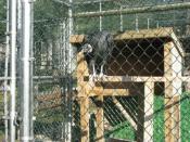 Bird of Prey