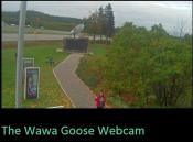 Wawa goose