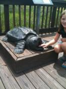 Texas Sized Turtle