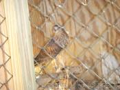 Bird of Prey