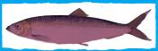 Rubeum Allec