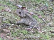 Toad Found at Grave