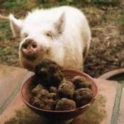 Hambonista