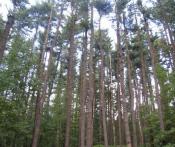 Glen Helen Pine Forest