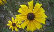 Black-Eyed Susan