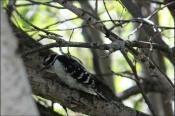 Downy Woodpecker