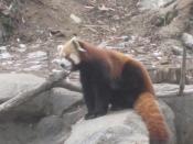 Red Panda