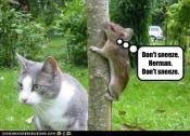 Why cats climb trees?