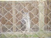 Bird of Prey
