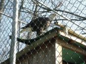Bird of Prey