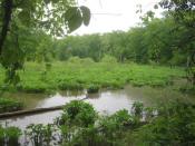 Open Marsh