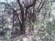 The Cache Page Tree