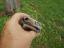 Cool Iguanodon FB group Rock in cache.