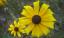 Black-Eyed Susan