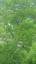 Not one, but 2 Eagles in a tree, zoomed in. Look carefully center of picture