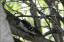 Downy Woodpecker