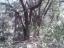 The Cache Page Tree